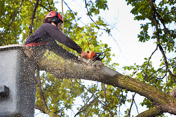 Tiptonville, TN Tree Care Company