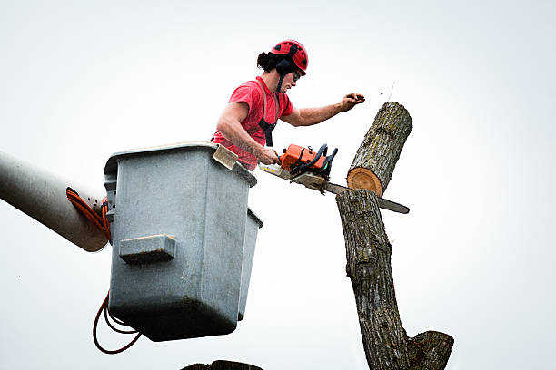 How Our Tree Care Process Works  in  Tiptonville, TN