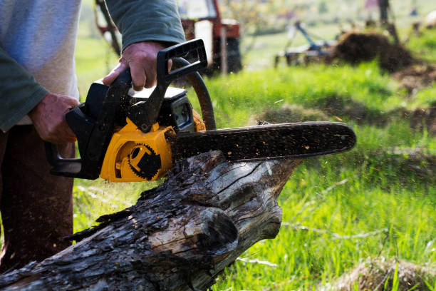 Best Lawn Disease Treatment  in Tiptonville, TN